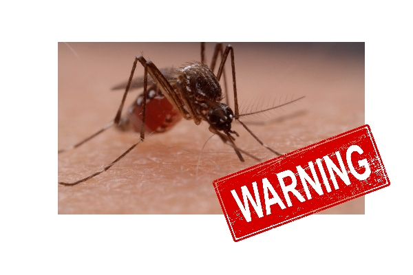 Mosquito